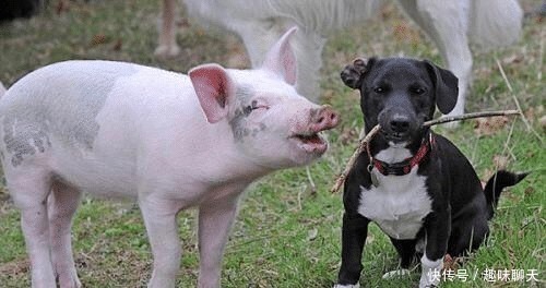 柿子|俗语“男怕柿子,女怕梨”,下一句才是精华,却很少有人知道!