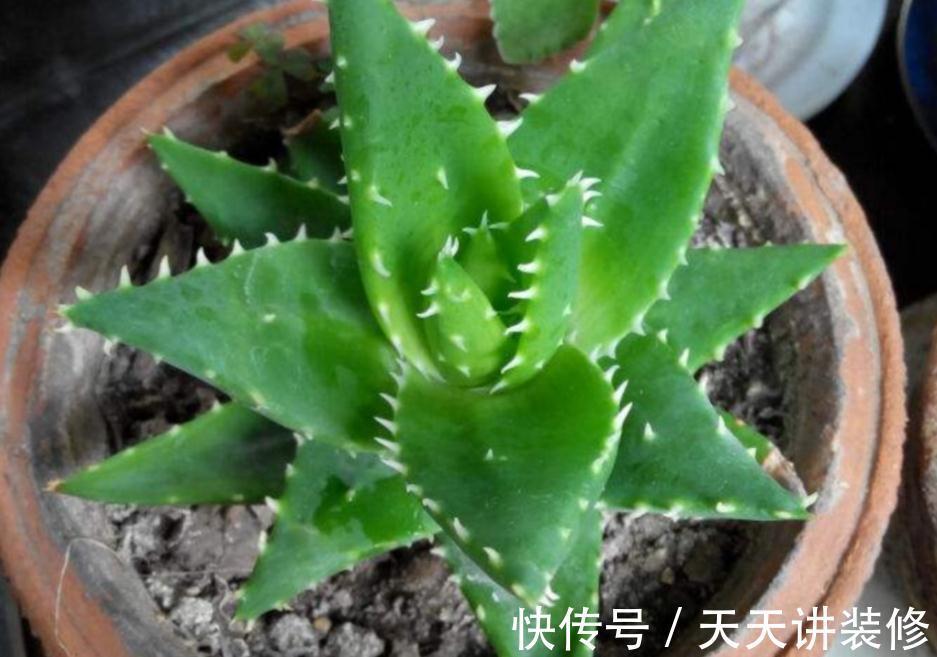 气温突降，盆栽芦荟该注意这些事项，不然茎叶全化水