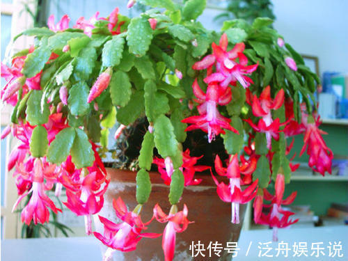 观赏价值|家里养了5种花,4月开败后及时修剪,不然明年没花赏