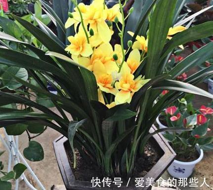 兰花不开花，抓住2个关键点，喂上2种水，根壮芽多，花量翻倍