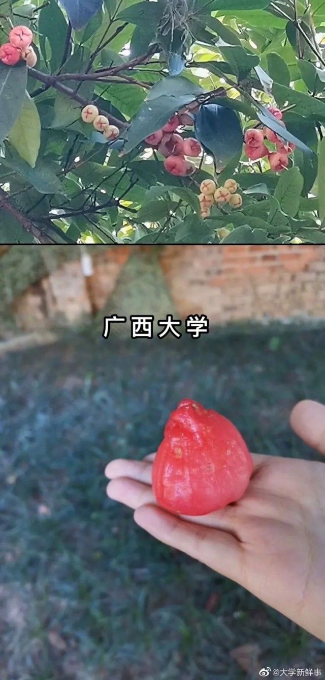 过目不忘|魔性？上头？过目不忘！各地高校招生简章，火爆来袭……