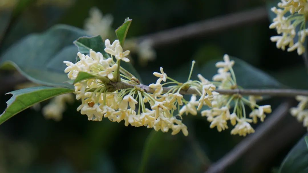 桂花|今年的桂花为什么还没开？