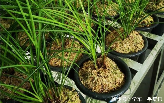 一种废水浇兰花,发芽多,五年养出200盆!