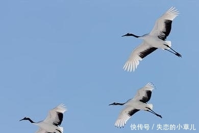 制作|《电锯人》宣布动画化,由MAPPA制作,先导图已放出!