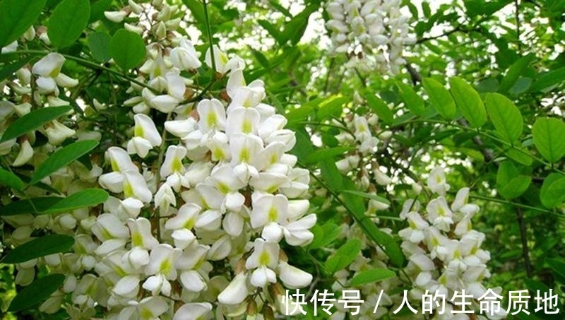 宿便|天然的“通便剂”,经常吃一点,排出黑臭宿便,远离便秘和痔疮