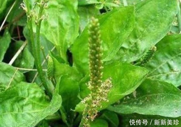 田間的一種“豬耳朵”草,消炎殺菌,功效是“蒲公英”的百倍