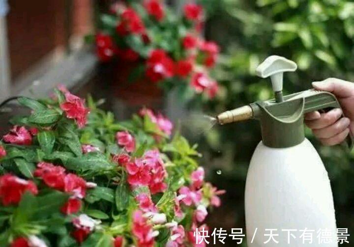 死亡|高温天买花的2个缓苗小技巧，能让花卉适应家庭环境，不容易死亡