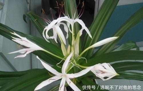 家里万万不要养这几种花,难怪家人身体越住越差,聪明人一眼便知