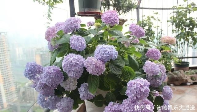 绣球花|家里有2种花，趁着现在“摘心”，花苞呼呼窜，个个开爆盆