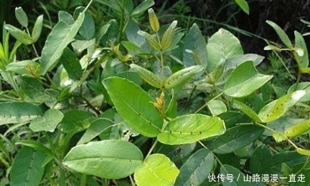 老中医|农村这种野草牲口躲着走，老中医眼中是治跌打旧积、风湿骨痛的宝