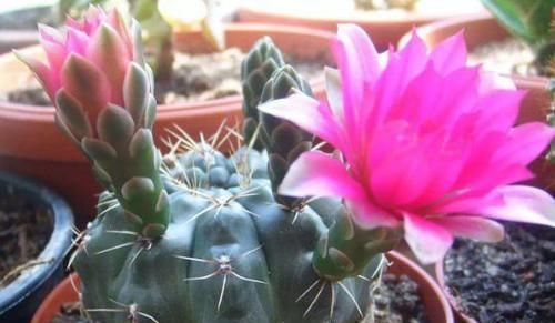  花美赛|4款花又美又香，好养易管理，花美赛牡丹，年年复花，是盆栽佳物