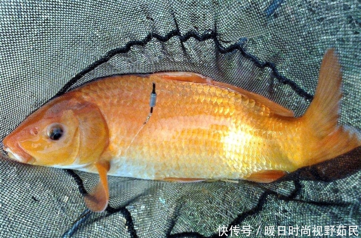 空军|用螺鲤鱼饵野钓鲤鱼,有人空军有人爆护,原来配饵有技巧