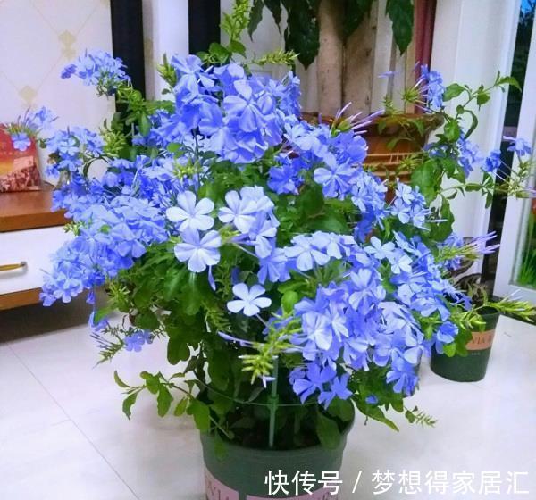 养花|三种夏日花,扦插正当时,喜欢的建议尽快繁殖“小苗”
