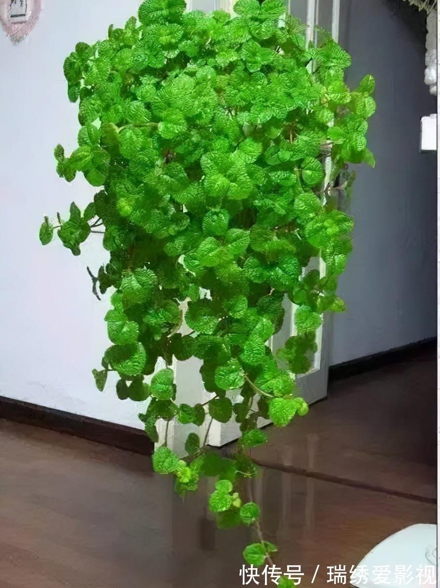 厕所再小,也要养盆吸味花,清除臭味、异味效果好