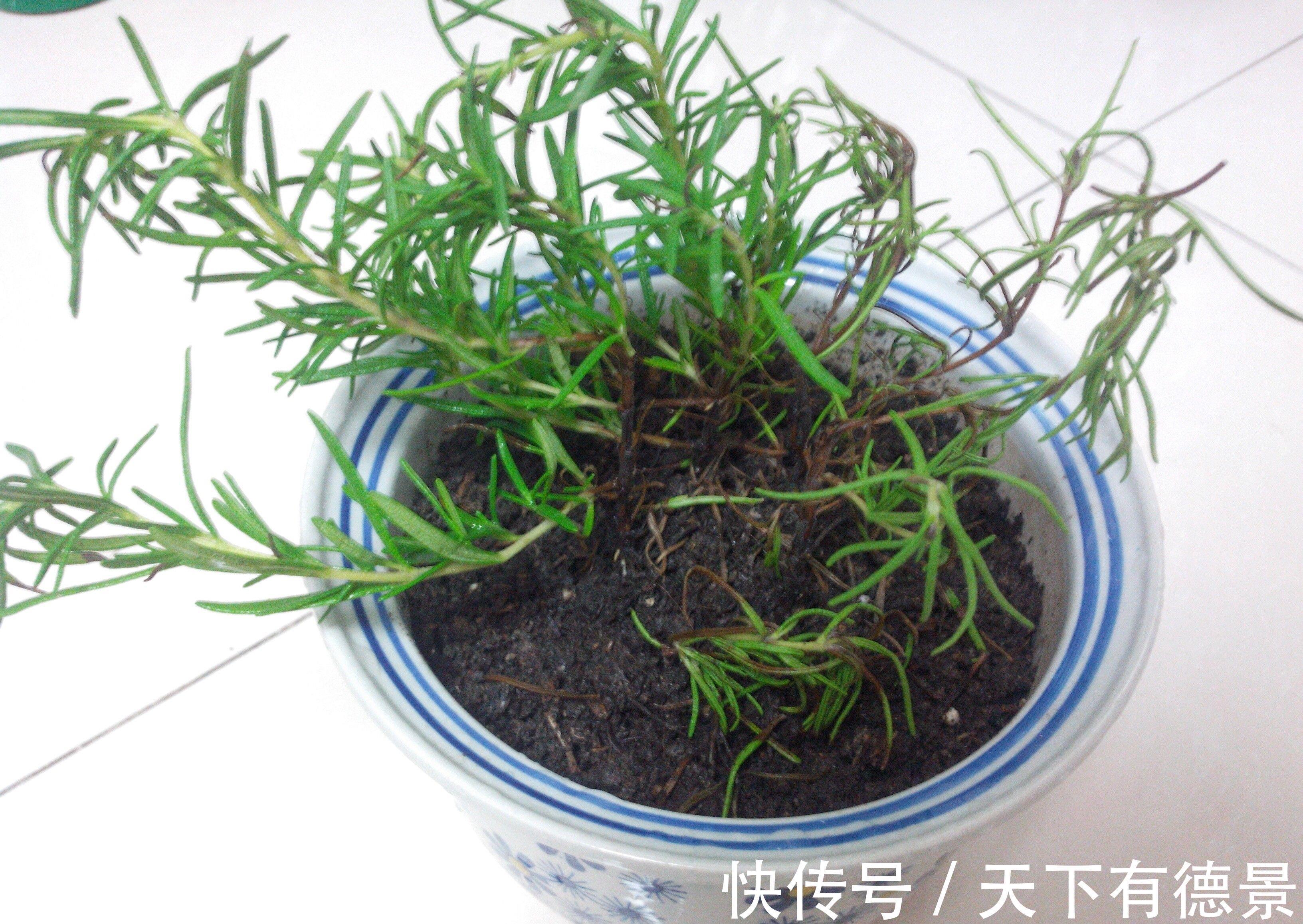 叶片|养花试试这几款，能看能养生，家里养一盆，再合适不过