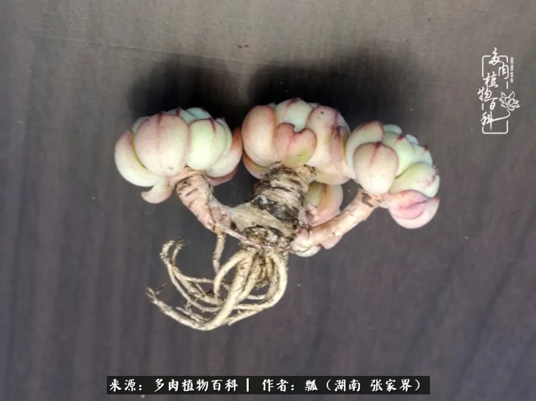 干货新手在多肉的选购、配土、上盆、养护环节走过的误区！