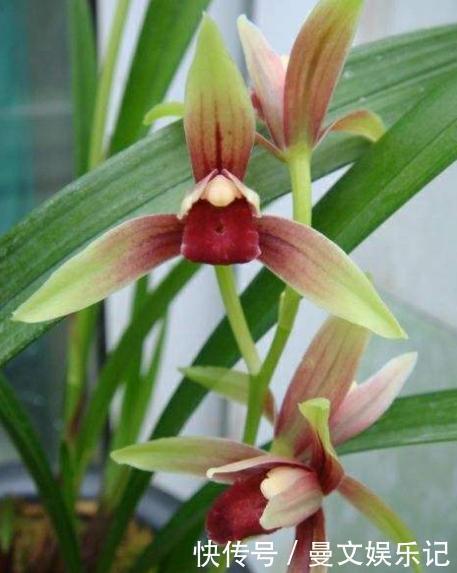 魂兰花|此兰花“一苗难求”,花开有其香,是顶级红素,曾被炒到百万