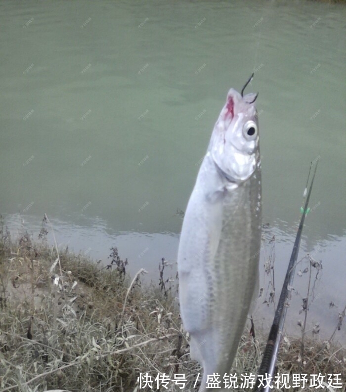 子线|钓鱼中鱼率低?与事俱进懂不!不看看你还想继续空军吗?