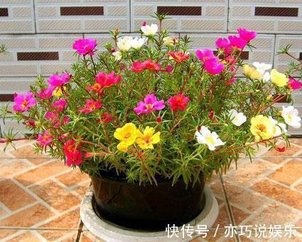 太阳花|耐晒又耐热,这几种花夏天养,太阳越大晒得越美