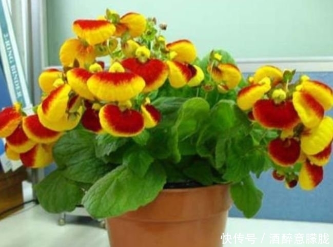 4种花是“大美女”，一到花期，阳台开成花海，满屋子飘香