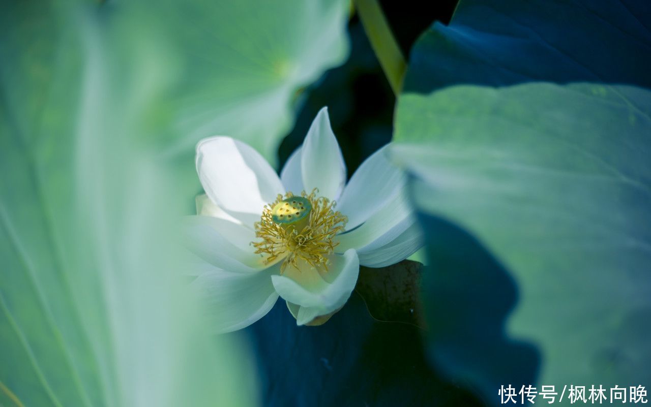  美人如花隔云端|枫林雅集 | 雅集