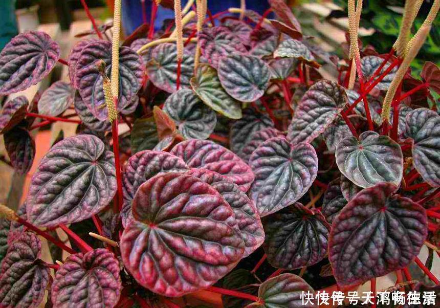 植物|适合卫生间生长的植物，推荐6种好养的给你，它们有什么特点呢？