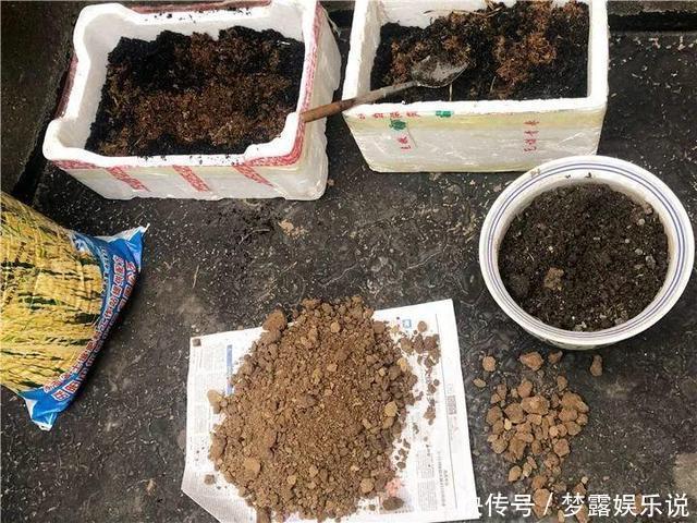 土里拌点它,轻松变成酸性土,养花不黄叶!