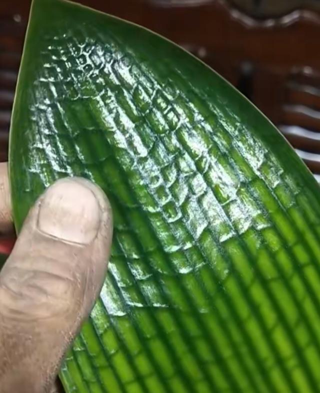 什么淘米水、柳树枝，都不如花盆撒把它，君子兰“打鸡血”猛开花