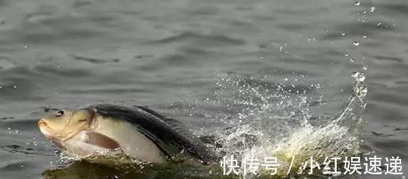 野钓|野钓实战探讨,短子线和长子线之间,哪一种优势更大