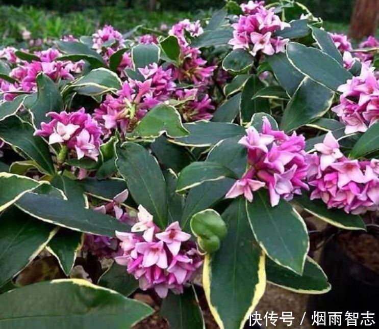 家养几款植物,花期长花量大,好养又漂亮,入手不会亏