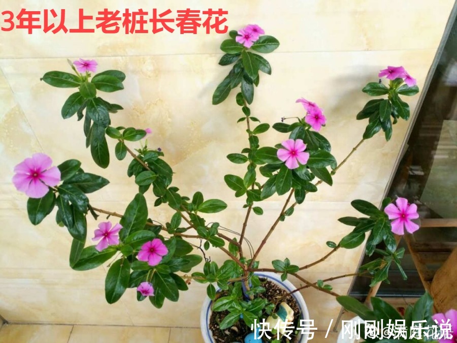 抗病、不招虫的天竺葵,屋里养一盆,开花一茬接一茬