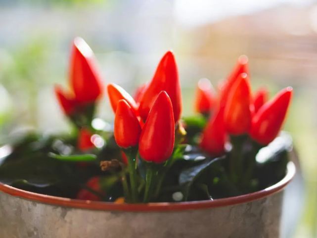 家庭|“植物杀手”也能种的6款可食用绿植,最合适中国家庭