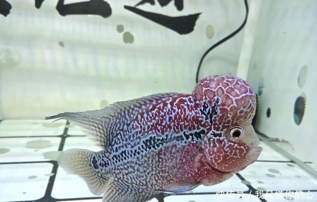 种鱼饲料|不能因为突然制作或者更换了新的鱼饲料,就去大量给观赏鱼投喂