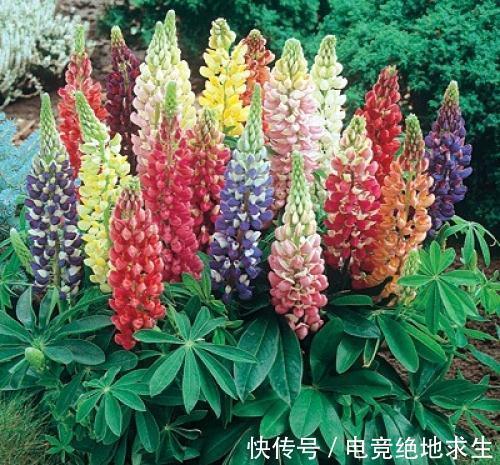 13种“漂亮花”,零下20度也冻不死它,大雪天依旧能开,又香又艳