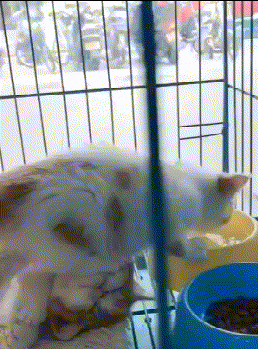 搞笑|搞笑GIF：我觉得这个网民说的很合理，这绝对是上帝的评论！