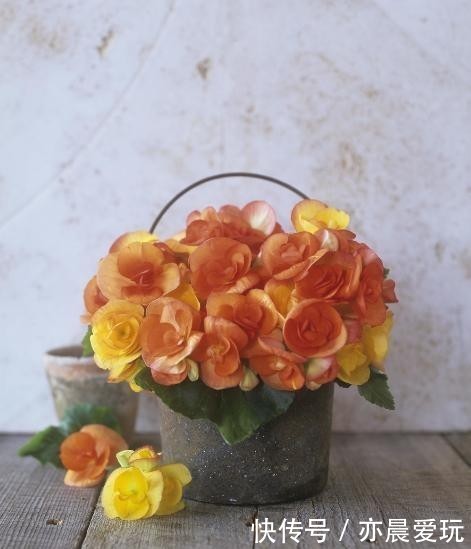  秋海棠|如何养护秋海棠？又该如何预防常见的病症呢？