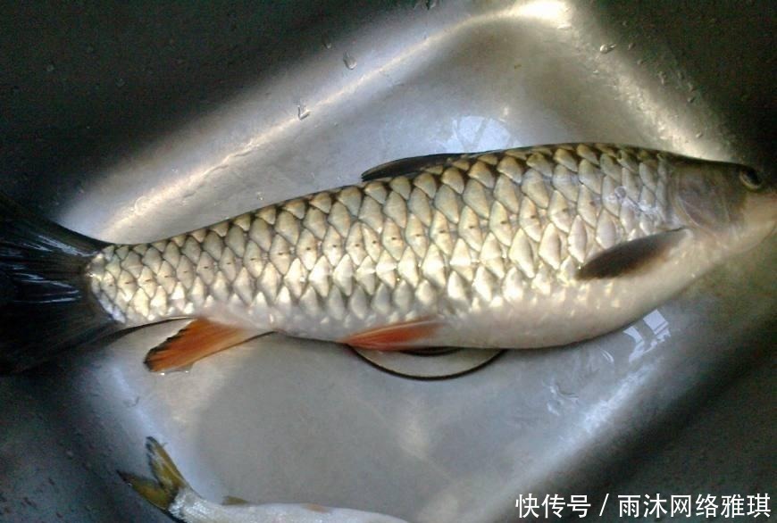 钓鱼|山居老伯钓鱼，竹子做竿，蟑螂做饵，可钓的鱼一百一条