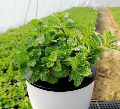 小花|阳台种了3种菜，一茬一茬很新鲜，夏天正好长得旺，吃得过瘾