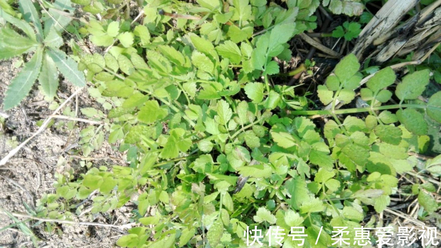 野菜|农村8种野菜,在冬季可以采挖来吃,你都吃过几种?不要错过