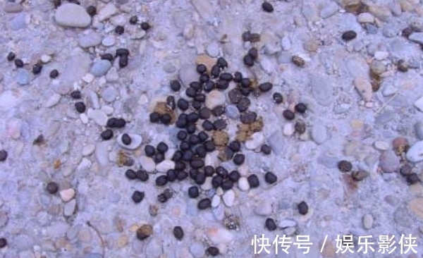 红砖|路边上的3样“玩意”,丢盆里,让土壤10年不板结,花卉蹭蹭长!