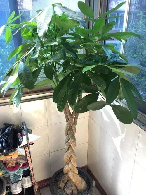 黄叶|怕水的“5种花”，再喜欢也别乱浇水，浇“错”就烂根黄叶