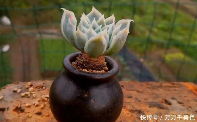 多肉饿着养,个个土肥圆,越矮越小越值钱