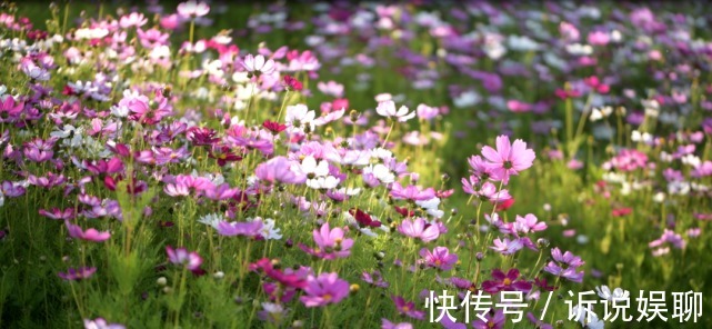 格桑花|嶲州陌上格桑花开，君可静静赏矣。