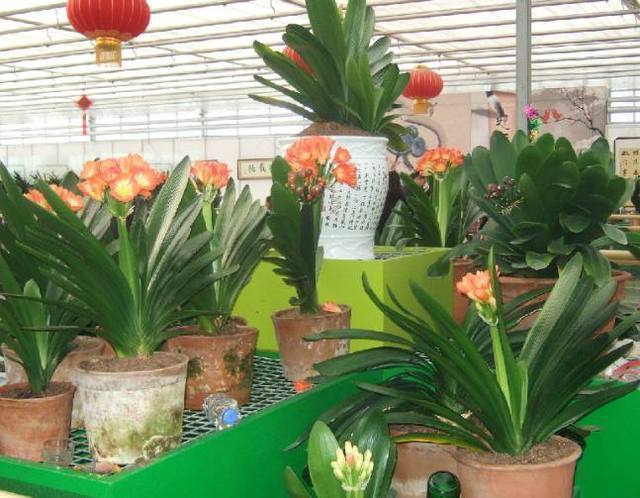 婆婆用这个方法养的君子兰，叶子油绿可爱，方法很简单