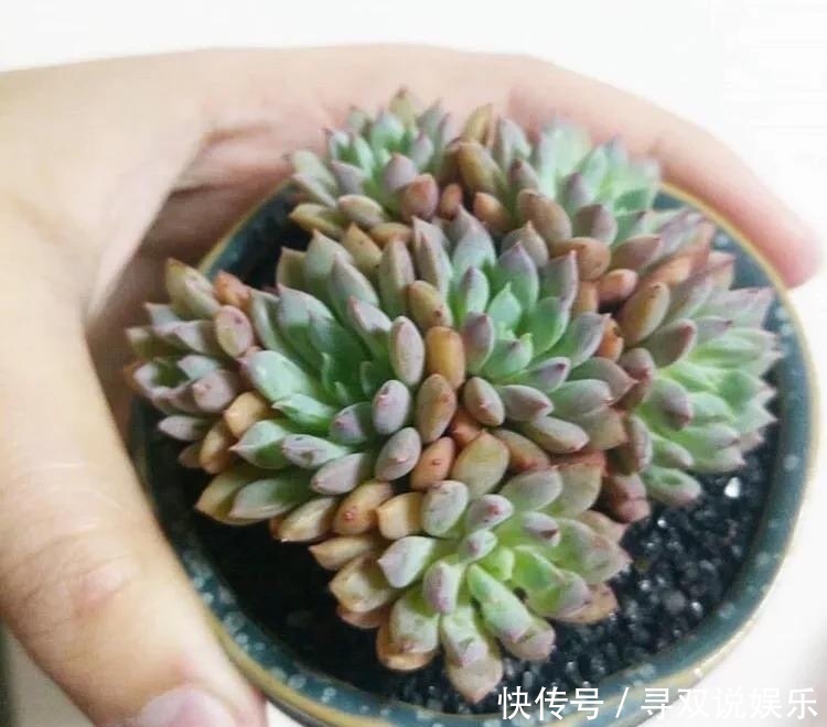 3种花与月季不同,长出“花苞”马上剪,要不颜值低