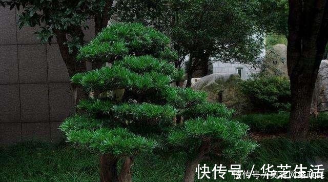 种棵罗汉松，招财又长寿，嫌太贵自己种，一根枝条就能活！