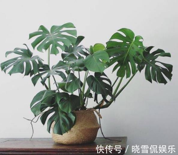 花卉|10月以后,3种花搬出去淋淋雨,叶片肥美长势好,越养越旺盛