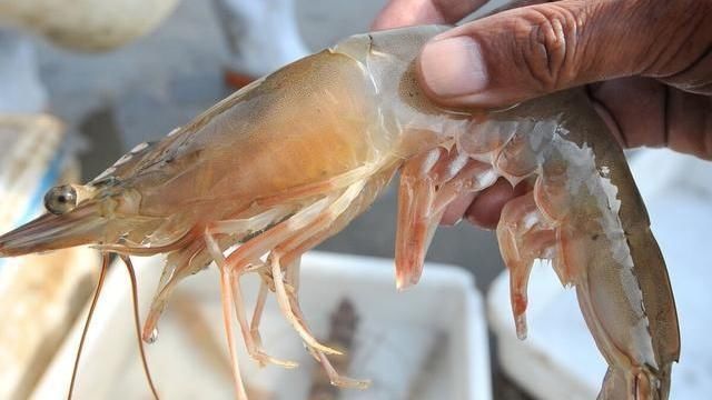同样是虾，海虾和河虾有什么区别30年虾贩子告诉你，别买错了