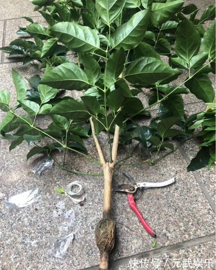 压条|养花技巧:给花切个小口子,埋土里100%生根,根本不用扦插!