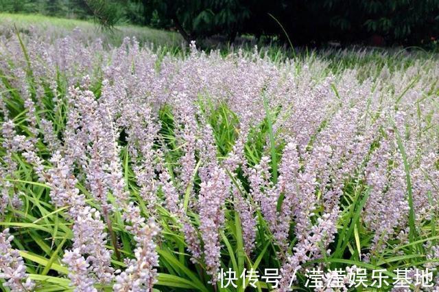 花友|5种花最好别养，根钻得到处都是，砍都砍不尽